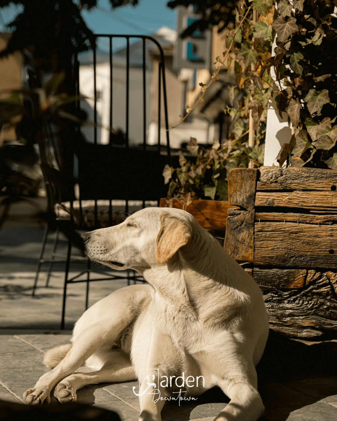 Our little guest relaxing and catching some rays of sunshine!